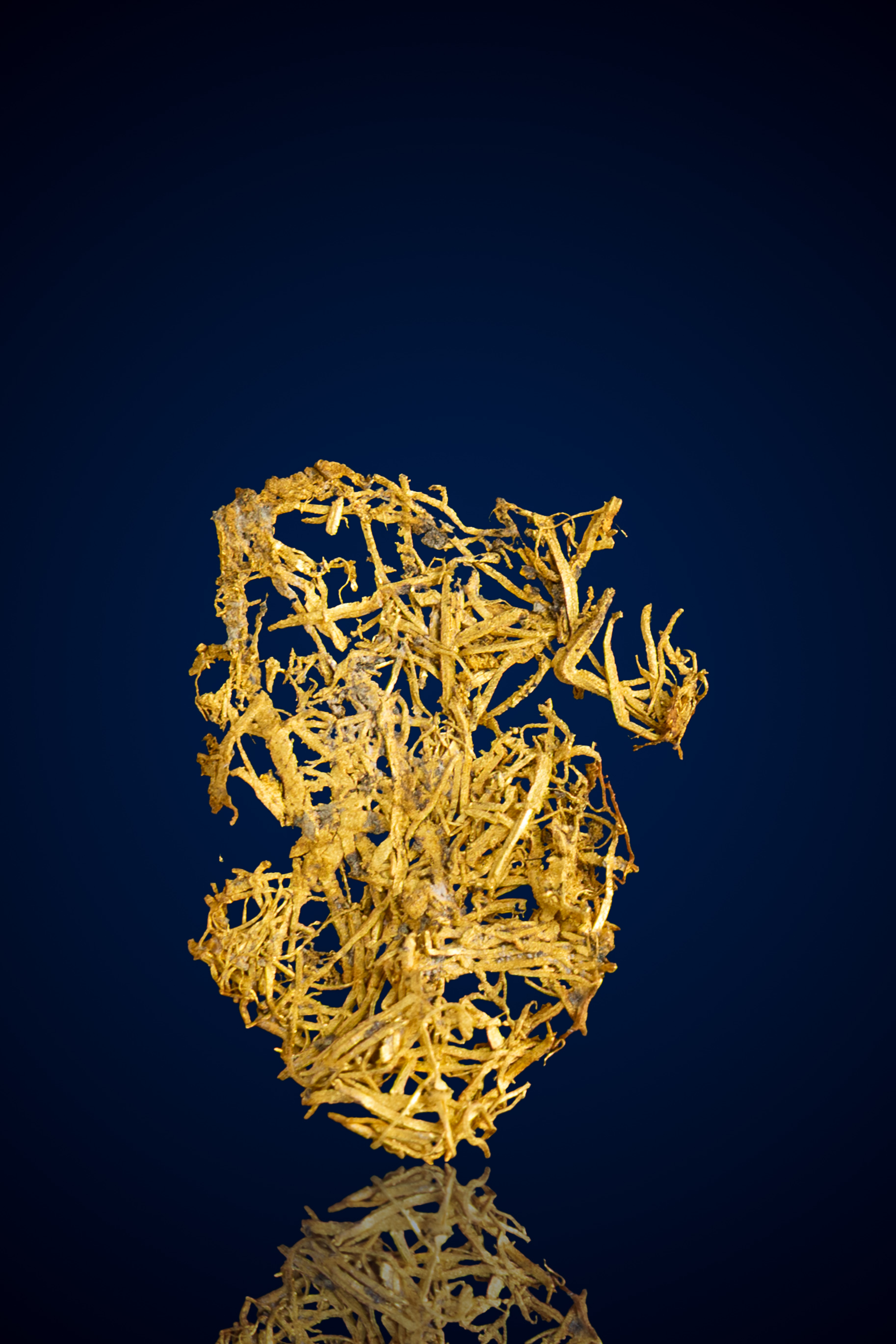 Wirey, Delicate Natural Gold Nugget - Farncomb Hill, CO - 0.30 grams (image for) Wirey, Delicate Natural Gold Nugget - Farncomb Hill, CO - 0.30 grams